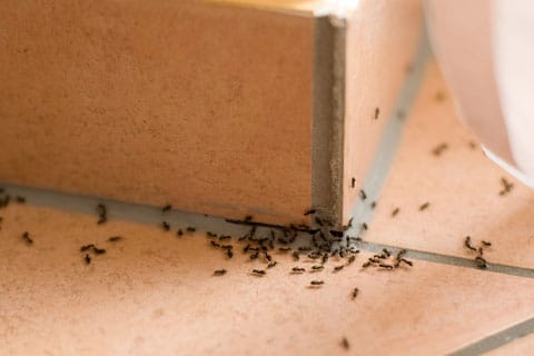 Ants-Removal