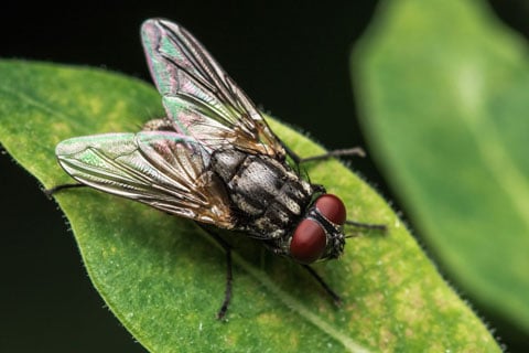 Fly Removal Brampton Canada