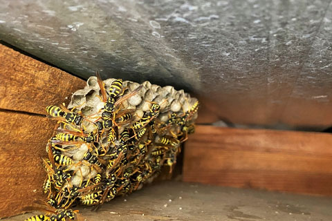 Bees-&-Wasps-Removal