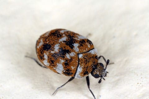 Carpet-Beetles-Removal