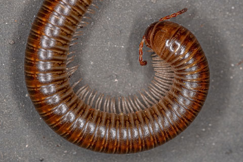 Millipede-Removal