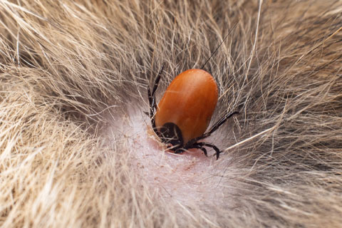 Ticks-Removal